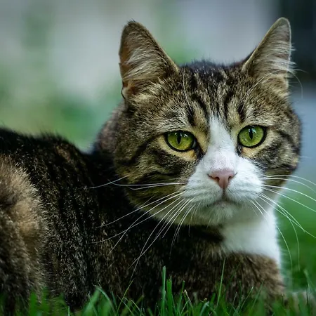 АПАРТАМЕНТ ЗА ГОСТИ  Александра *